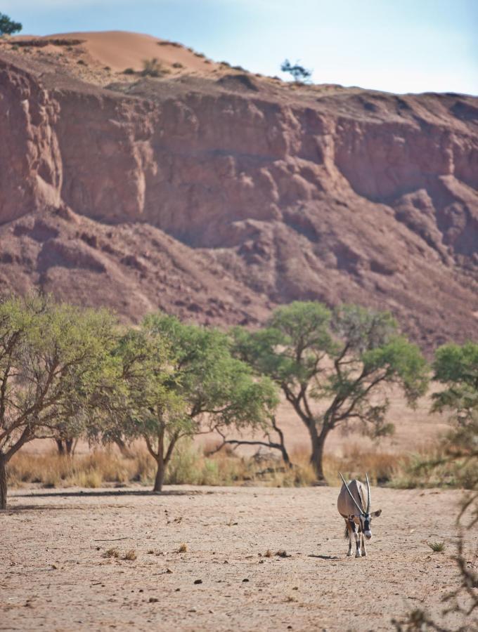 Namib Desert Campsite 索利泰尔 外观 照片
